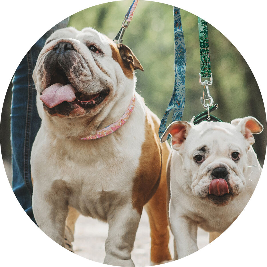 two dogs wearing Mud Bay pattern leashes